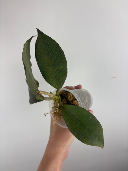 Hoya aceh dragons egg B