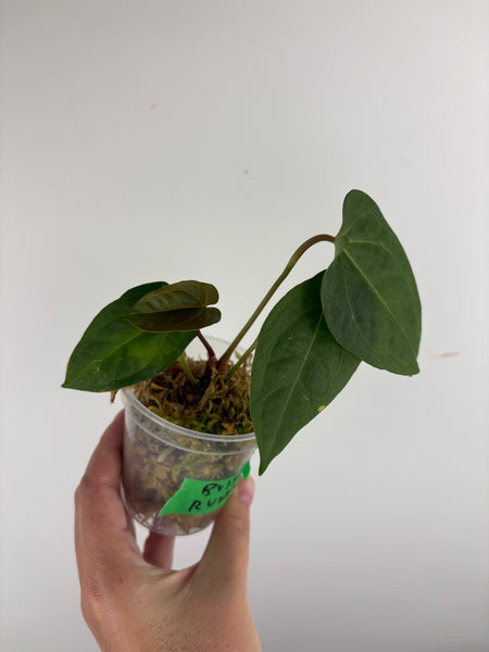 Anthurium Bvit x rvdp A