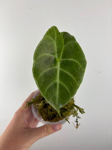 Alocasia prince of curup 2