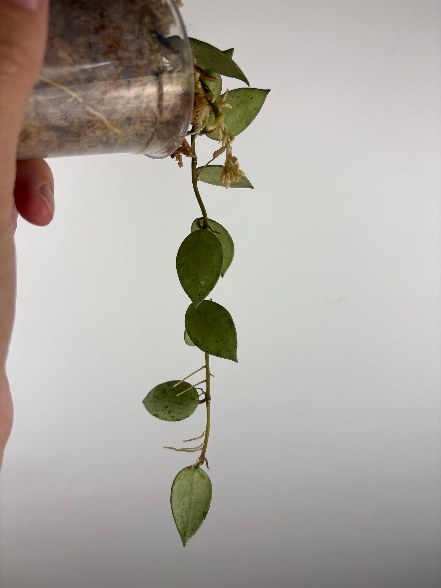 Hoya lacunosa sulcata 5