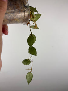Hoya lacunosa sulcata 5