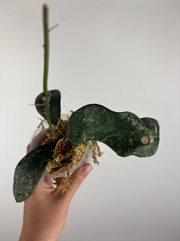 Hoya rundumensis splash 1