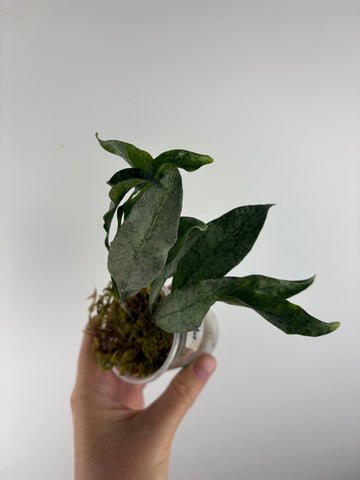 hoya amicabilis silver 2