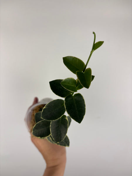Hoya cumingiana Albo 1