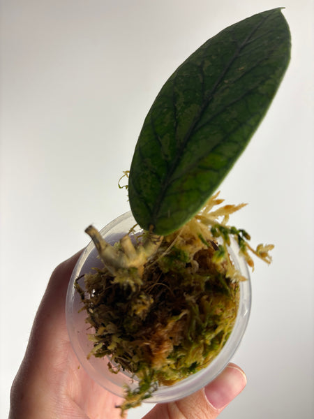 hoya Meredithii mountain kapi C