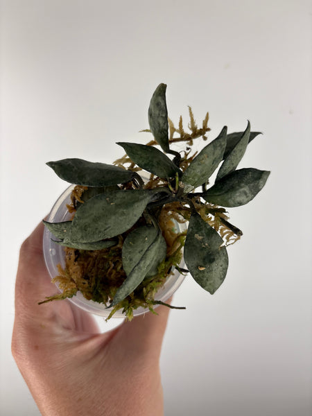 hoya lacunosa violet B