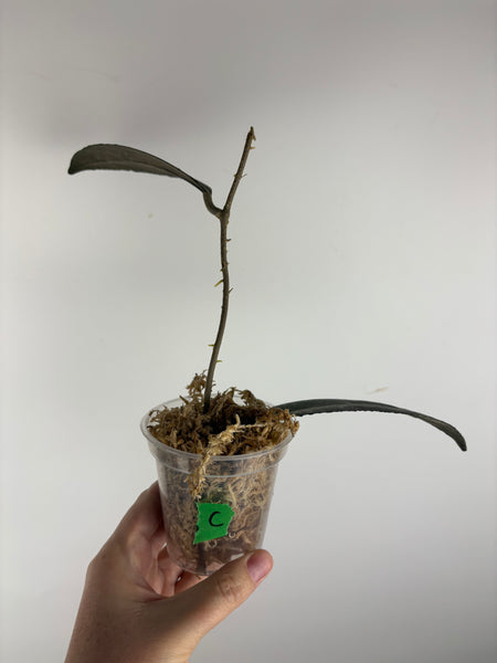 hoya clemensorium aceh splash C