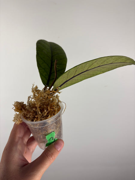 Hoya Meredithii Sp Aceh 3B