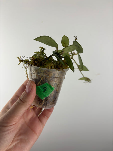 Hoya lacunosa sulcata 9