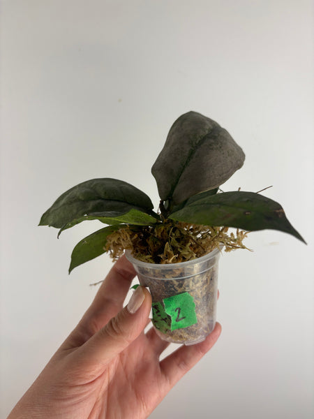 Hoya mitrata silver sp kapuas hulu 2