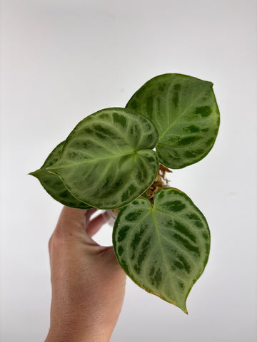 Anthurium Silver Chrome 2