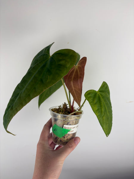 Anthurium xone x byson B