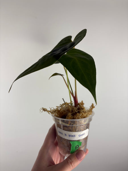 Anthurium BVIT x black sweet A