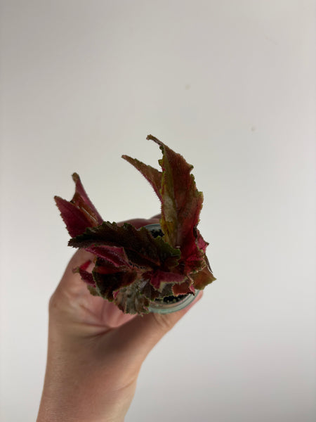 begonia ginny galaxy variegated C
