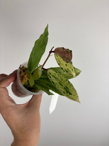 Hoya crocodile