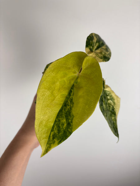 Anthurium FGT HB VRG (LA 05) x Papi (Thailand)