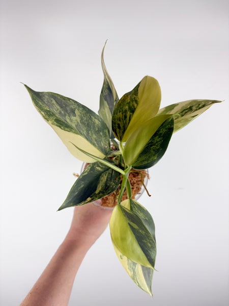 Philodendron silver sword variegated B