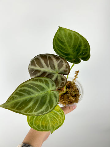 Anthurium silver blush as is