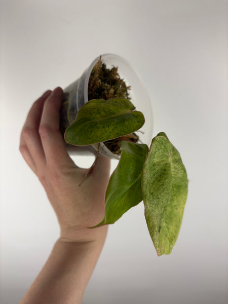 Philodendron burle Marx x verde