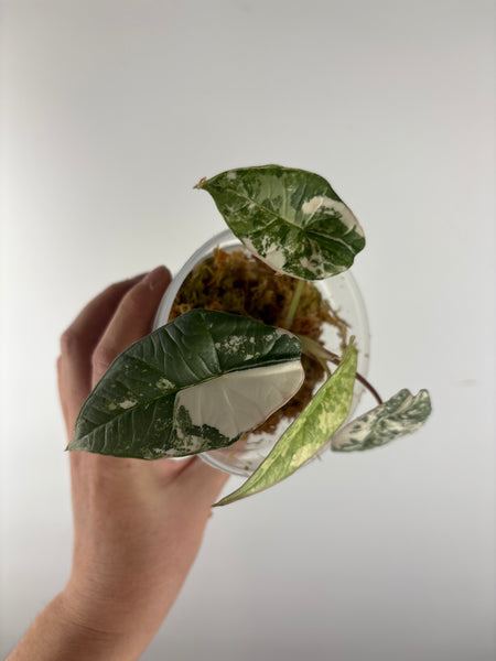 Alocasia bisma platinum albo variegated