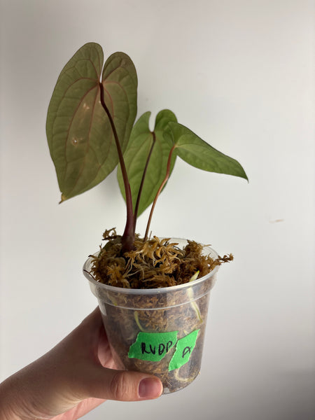Anthurium RVDP