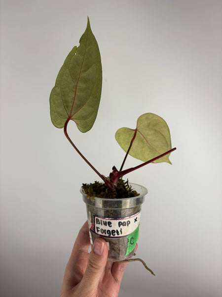 Anthurium Blue papillilaminum x forgetii C as is