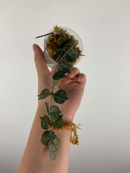 Hoya curtisii silver 3