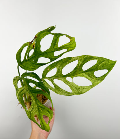 Monstera adansonii indo mint/marble I