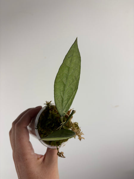 hoya Germany silver B
