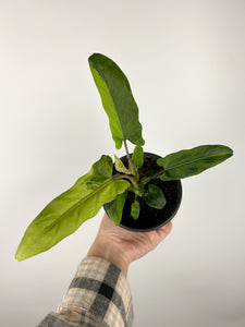 Alocasia lauterbachiana variegated 4 inch pot A