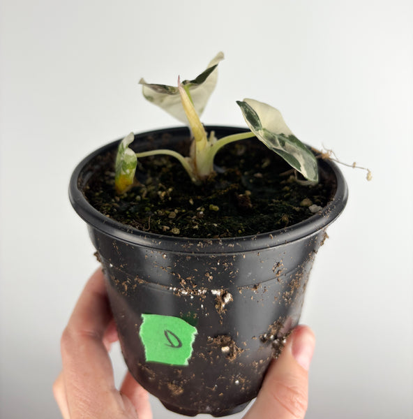 Alocasia Black Velvet variegated D