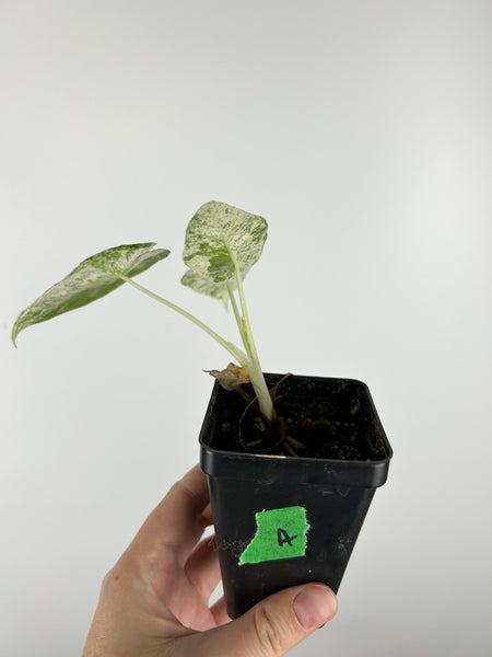 Alocasia Dragon Scale Mint A