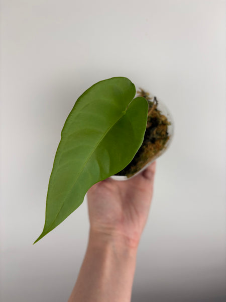 anthurium veitchii x warocqueanum