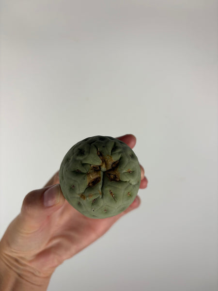Tephrocactus geometricus 1