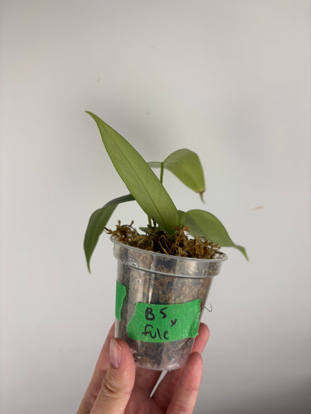 Anthurium Black sweet x farcatum A