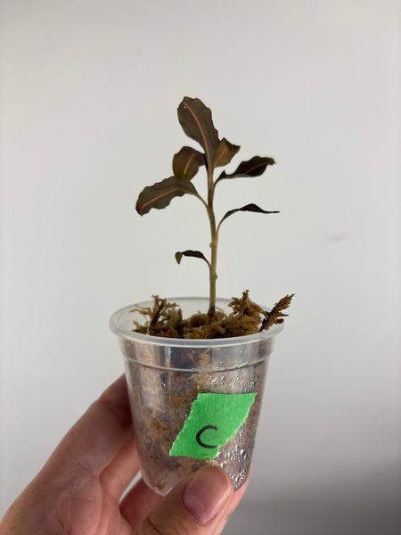 Jewel orchid sp papua C