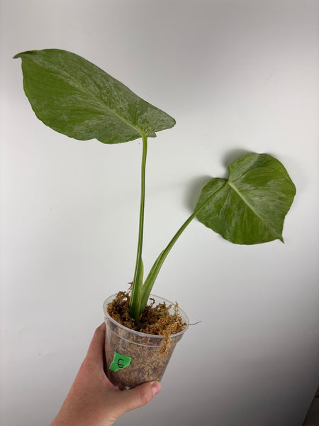 Monstera vietciosa (Thailand) E