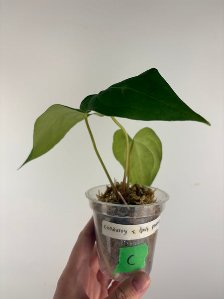 Anthurium Corduroy x dark pheonix C