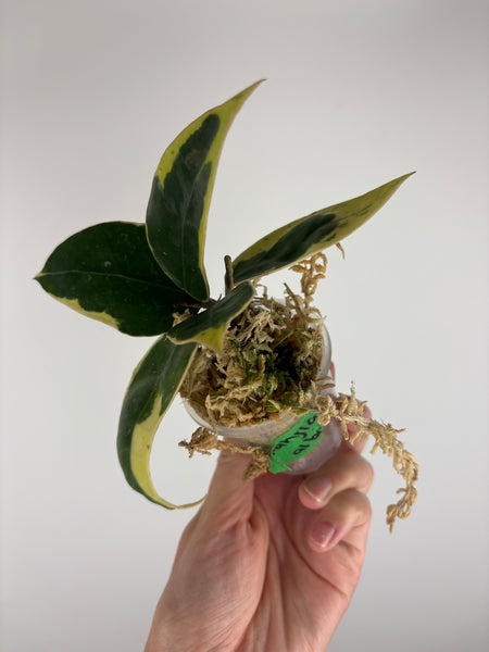 Hoya sp panglai west java albo 9