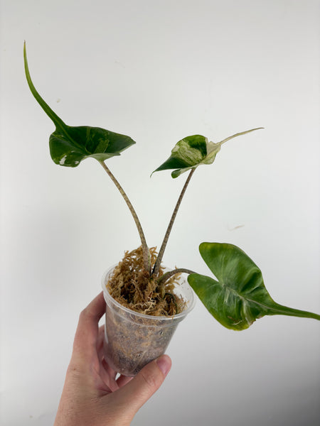 Alocasia stingray albo variegated