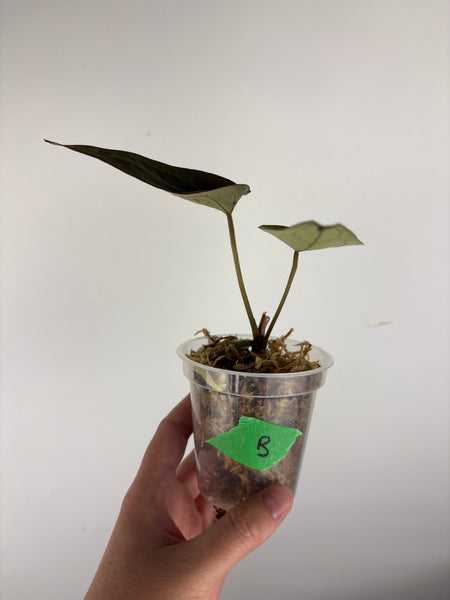 Anthurium Red spider B