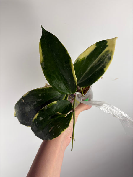 hoya latifolia albomarginata A2