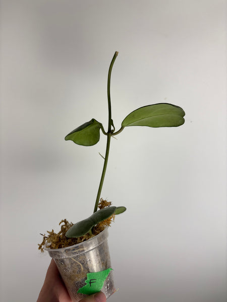 Hoya Chang dao silver F