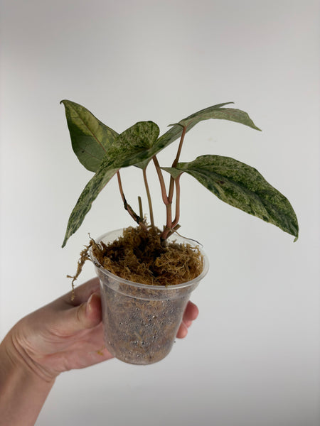 Piper ornatum variegated