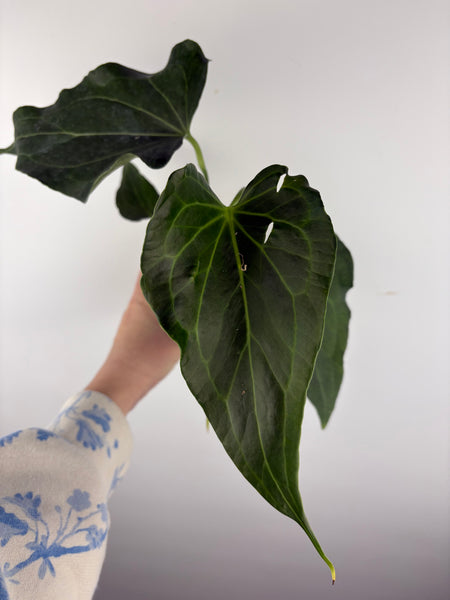 Anthurium delta force F2