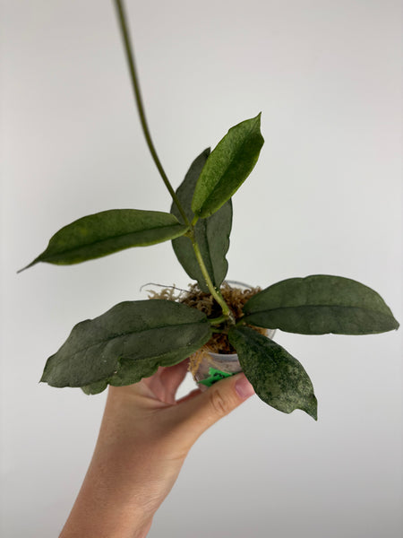 Hoya mitrata silver sp kapuas hulu 5