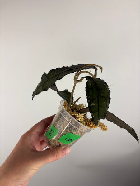 hoya clemensiorum crocodile E