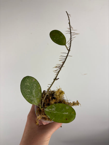 hoya elliptica splash B