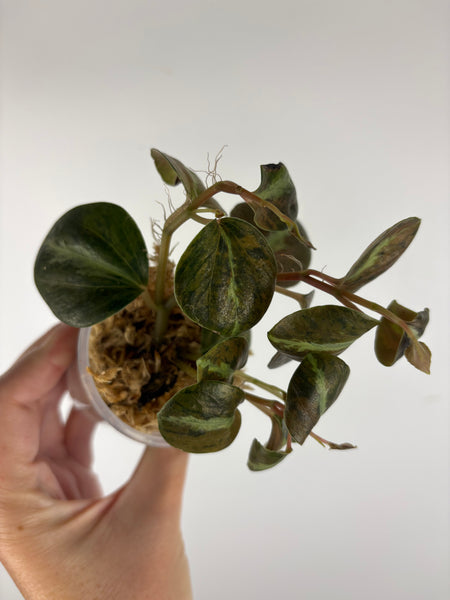 Peperomia columbiana 2