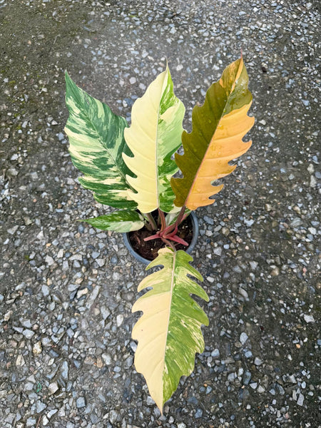 Philodendron caramel marble unacclimated